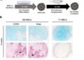 Generation of high-quality cartilage from iPS cell-derived mesenchymal stem cells