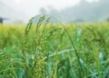 New genetic discovery set to boost disease-resistant rice