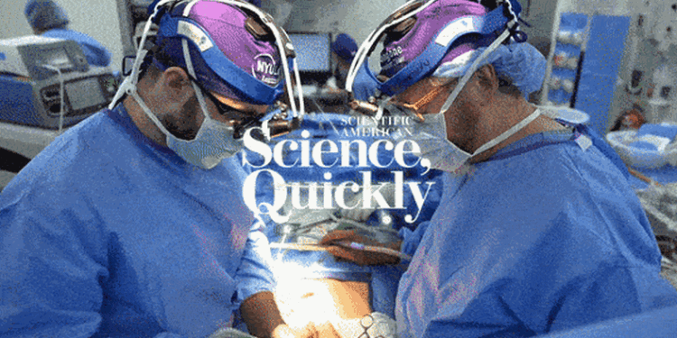 A Pig Kidney Was Just Transplanted Into a Human Body, And It Is Still Working