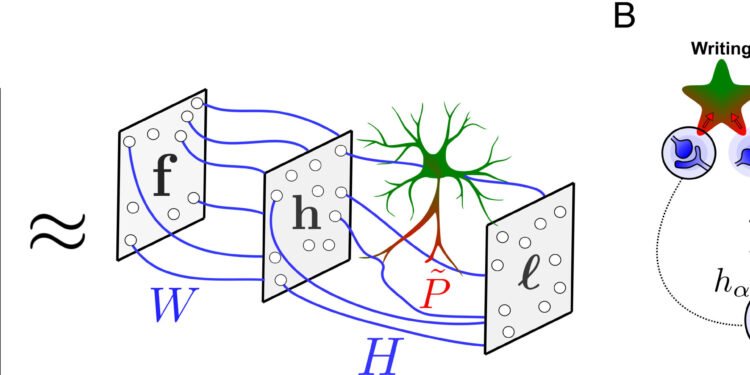 AI models are powerful, but are they biologically plausible?
