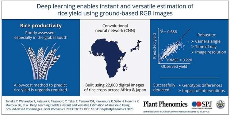 Artificial intelligence can now estimate rice yields, according to new study