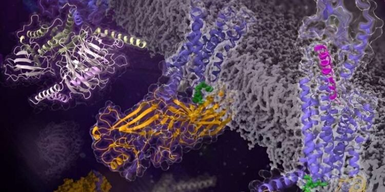 Glucagon receptor structures uncover new arrestin interaction mechanism