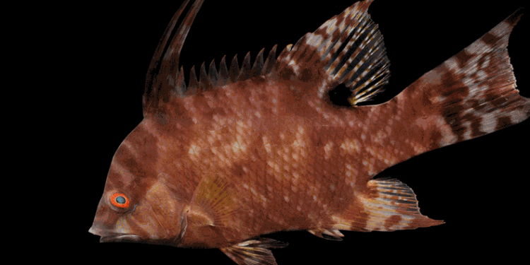 How a Color-Changing Hogfish Knows whether Its Skin Is White, Brown or Polka-Dotted
