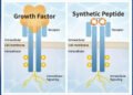 PeptiGrowth Inc. and Orizuru Therapeutics, Inc. Enter into Joint Development of Novel Synthetic Peptide Based Growth Factor