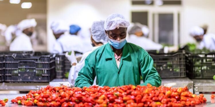 Profiting from Rwanda’s avocado and chilli export potential
