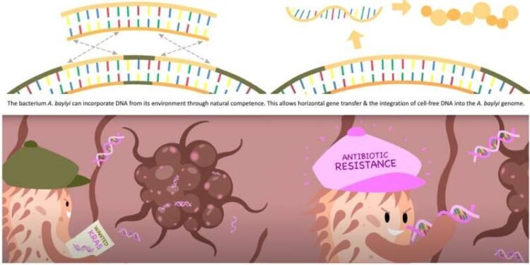 Researchers engineer bacteria that can detect tumor DNA