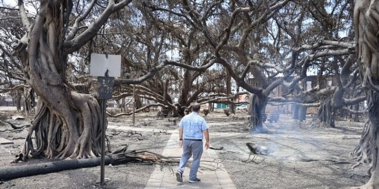 Some Surprising Places Are at Risk of Devastating Urban Wildfires like Maui’s