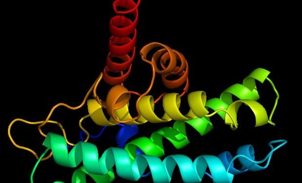 Study sheds light on how SARS-CoV-2 virus switches between replication and packaging