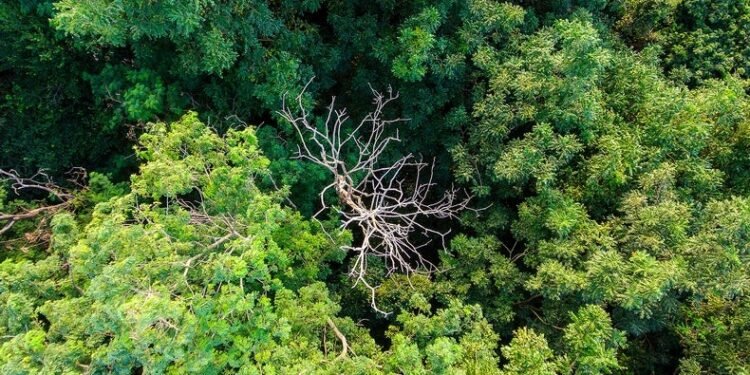 Tropical Forests May Be Getting Too Hot for Photosynthesis