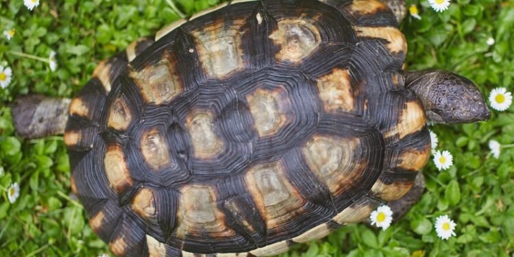 Turtle shells hold clues on nuclear contamination, researchers find