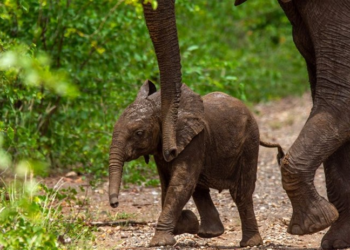 World Elephant Day 2023: How can we help our elephants?