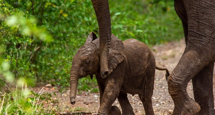 World Elephant Day 2023: How can we help our elephants?