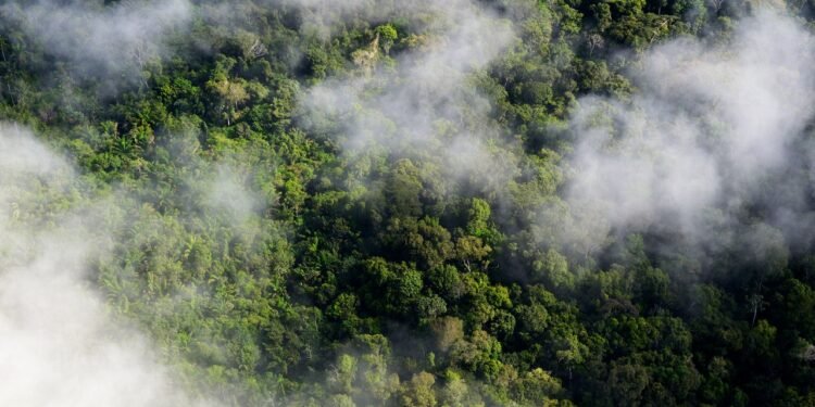 A Revelation About Trees Is Messing With Climate Calculations