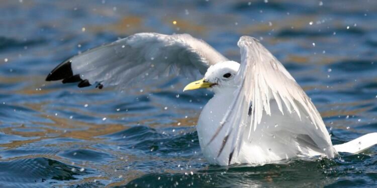 ScotWind developers flock together on two-year bird survey