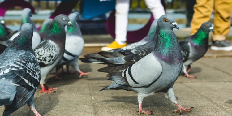 ‘Dim-witted’ pigeons use the same principles as AI to solve tasks, study shows