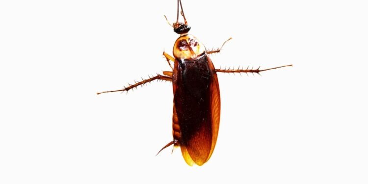 Could a Cockroach Survive a Fall From Space?