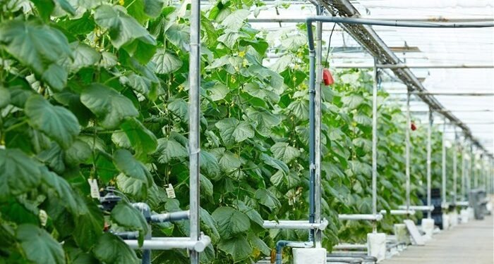 How digital twins will enable the next generation of precision agriculture