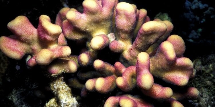 Scientists Have Been Freezing Corals for Decades. Now They’re Learning How to Wake Them Up