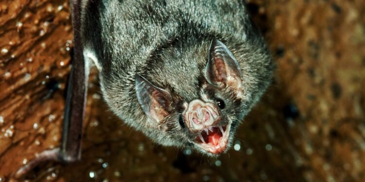 The Vampire Bat Is Moving Closer to the US. That’s a Problem