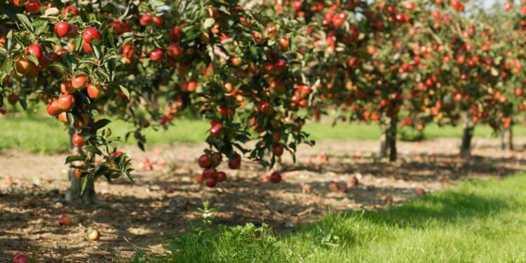 Crop Health Sensor Runs on Solar, Microbe Power