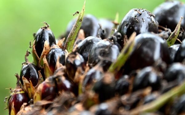 Startup brewing waste to replace palm oil gets Gates Foundation cash
