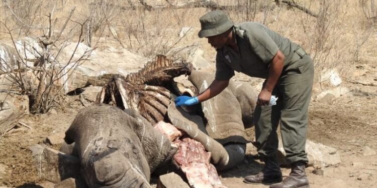 KZN overtakes Kruger as rhino poaching destination of choice