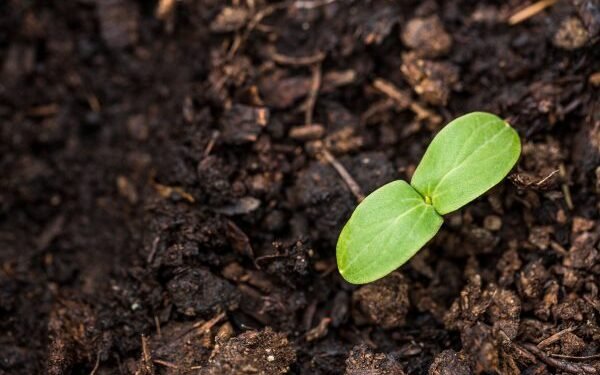 Seed funding: Everything founders should know about fundraising, seed rounds and more for 2024
