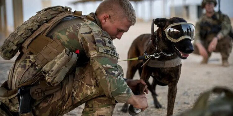 Silynxcom Unveils Dual-Use Headset for Military Dogs