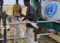United Nations Mission in South Sudan (UNMISS) peacekeepers from India provide free veterinary services in Kodok