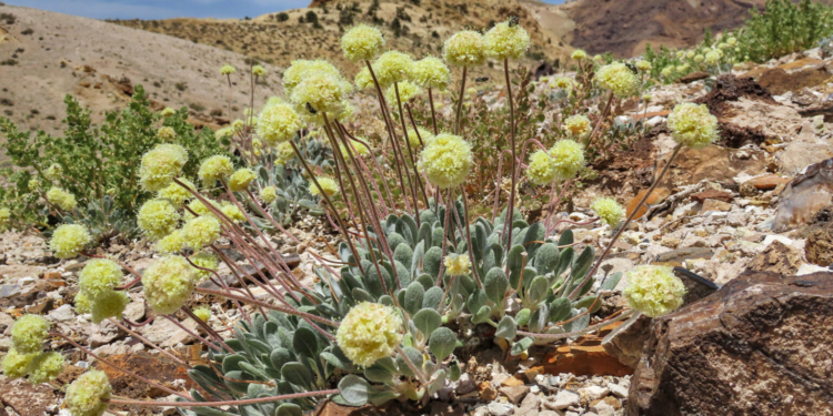 Endangered wildflower threatened by Nevada lithium mine