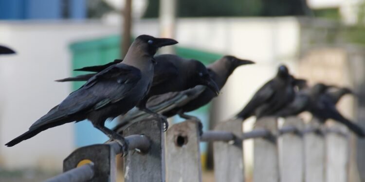 Kenya’s hotel business continues to attract an unlikely thief