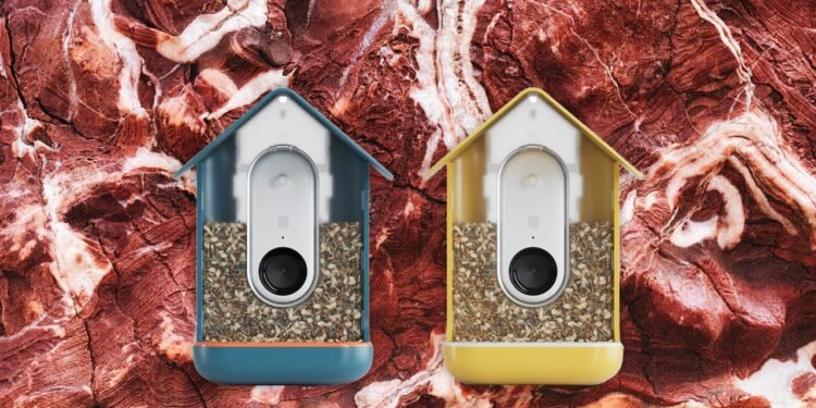 The Best Bird Feeders With Cameras (2024): Bird Buddy, Netvue Birdfy, FeatherSnap