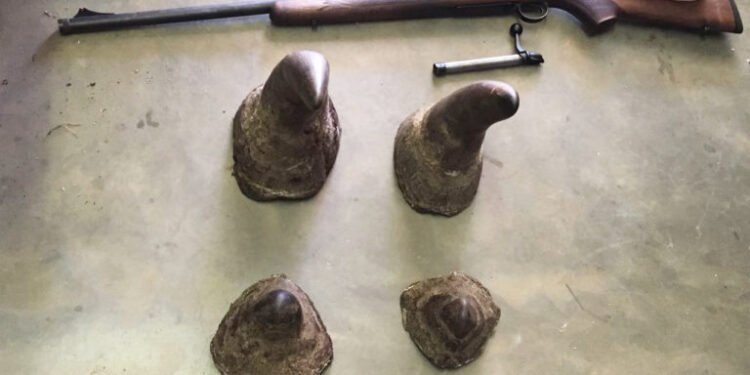 Dehorning given as reason for slight drop in rhino poaching