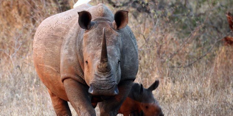 Top 10 African countries with the largest number of rhinos left