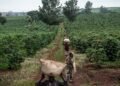 EUDR’s Impact on Coffee, Cocoa Farmers in Africa and Global Trade