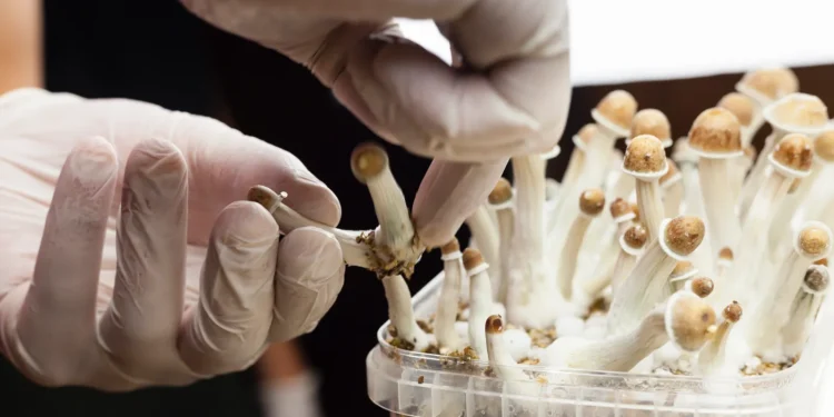Compass delays anticipated psilocybin readout, cuts staff