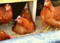 Govt releases two new chicken breeds, 14 new high-yield crops varieties – EnviroNews