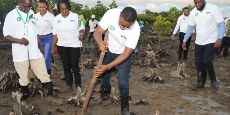 Mangrove Planting Project To Combat Climate Change