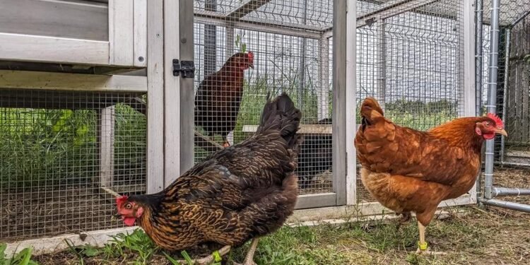 A’Saffa Foods to boost poultry production