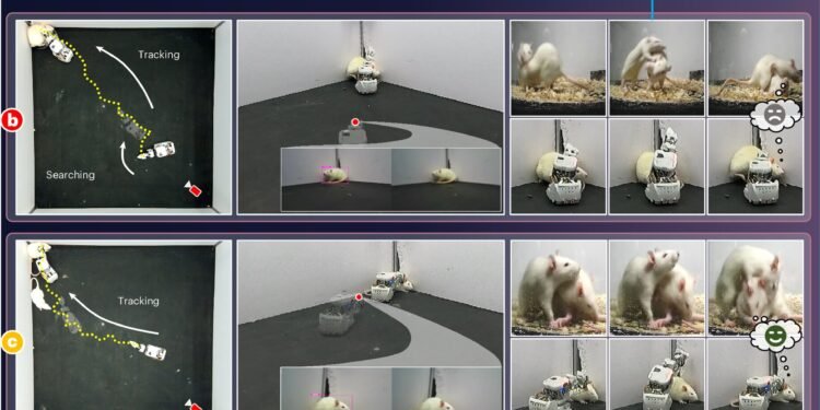 New robot can interact socially with real lab rats