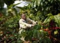 Coffee Farmers Feel the Trading System between Kenya and Europe has been Stacked against them for Many Years