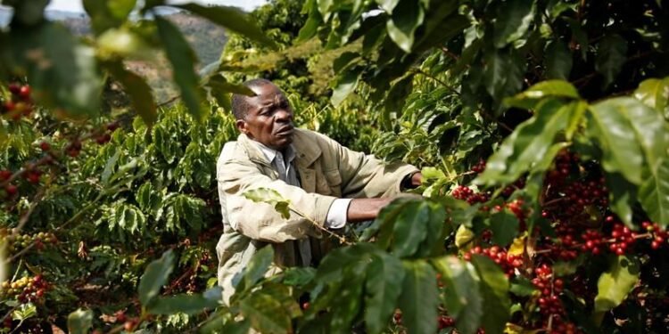 Coffee Farmers Feel the Trading System between Kenya and Europe has been Stacked against them for Many Years