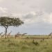Community Conservancies: Africa’s New Frontier in Wildlife Conservation