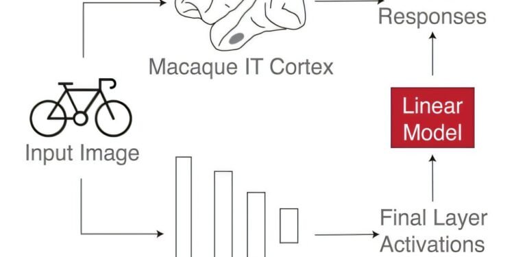 Data from macaque monkeys reveals flaws in deep neural networks