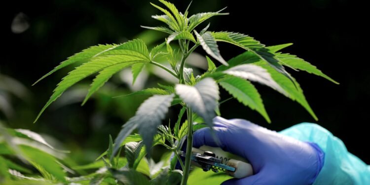 Ghana eyes $1bn revenue from cannabis industry