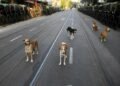 Morocco plans to cull 3 million stray dogs ahead of FIFA World Cup, report sparks outrage