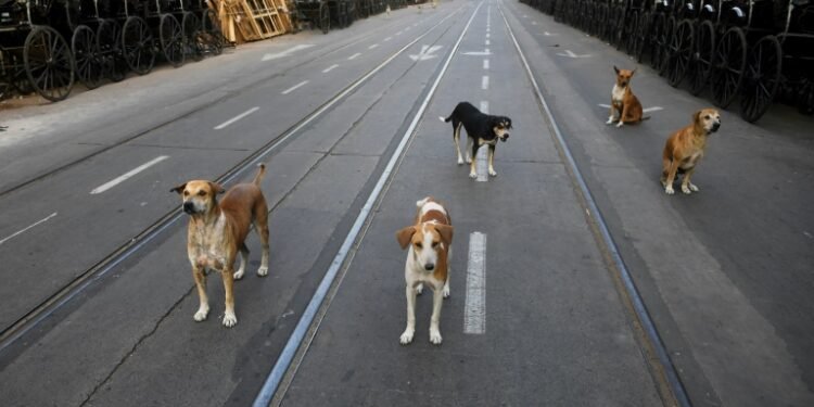 Morocco plans to cull 3 million stray dogs ahead of FIFA World Cup, report sparks outrage