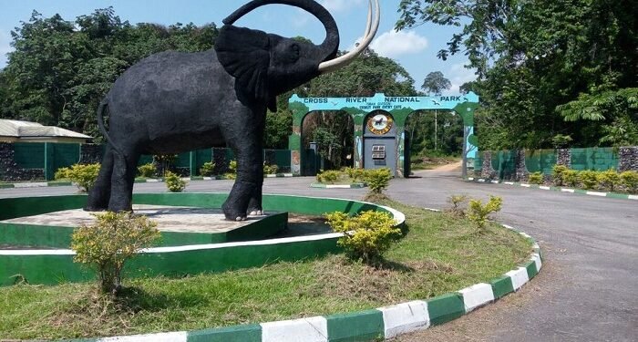 Strengthening Nigeria’s wildlife protection laws: A critical analysis of challenges and solutions – EnviroNews