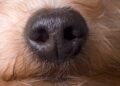 A Nose-Computer Interface Could Turn Dogs Into Super Detectors