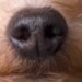 A Nose-Computer Interface Could Turn Dogs Into Super Detectors